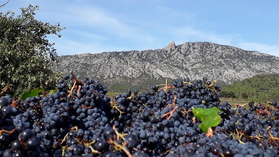 Vignerons de Maury